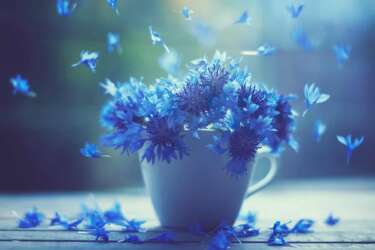 Ashraful Arefin